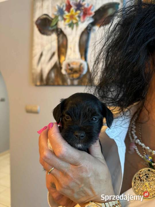 Sznaucery miniaturowe Chełm