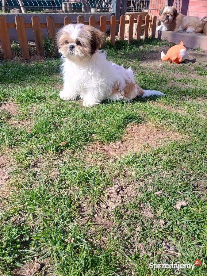 Pięknie pieski shih tzu Tarnów