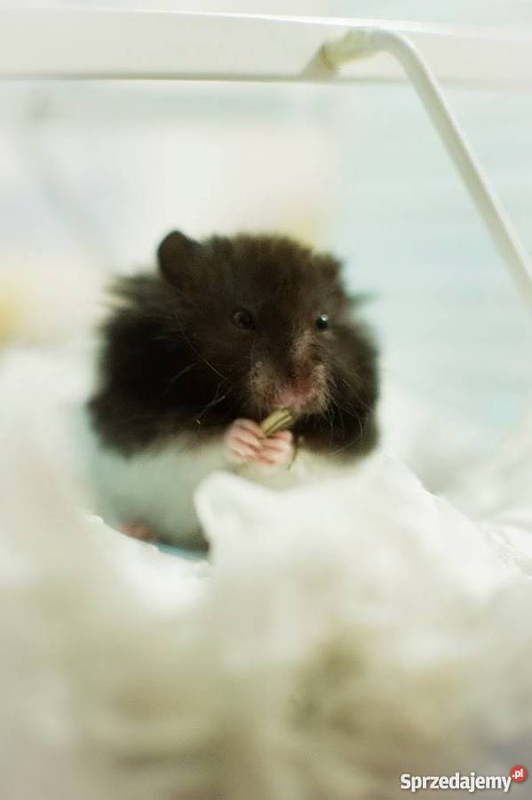 chomiki syryjsie długowłose Pozostałe podkarpackie