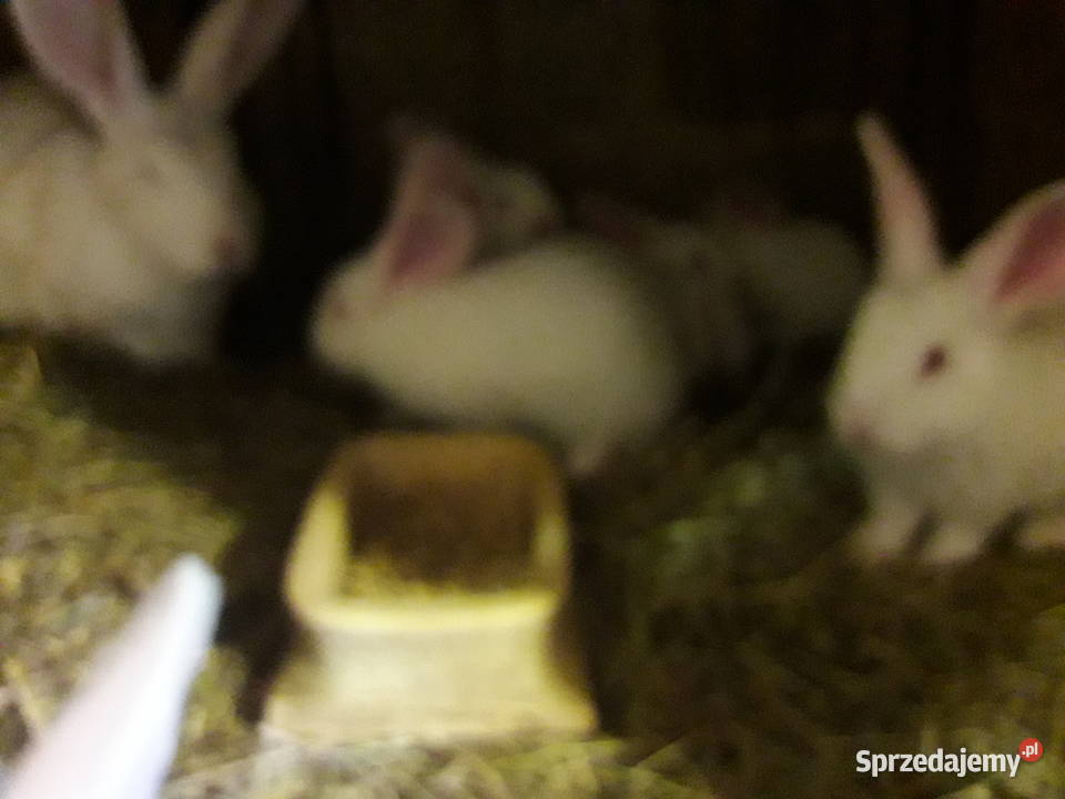 króliki termondzkie rodowód wysyłka Bielsk Podlaski