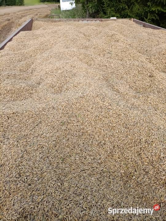 Owies warmińsko-mazurskie Reszel