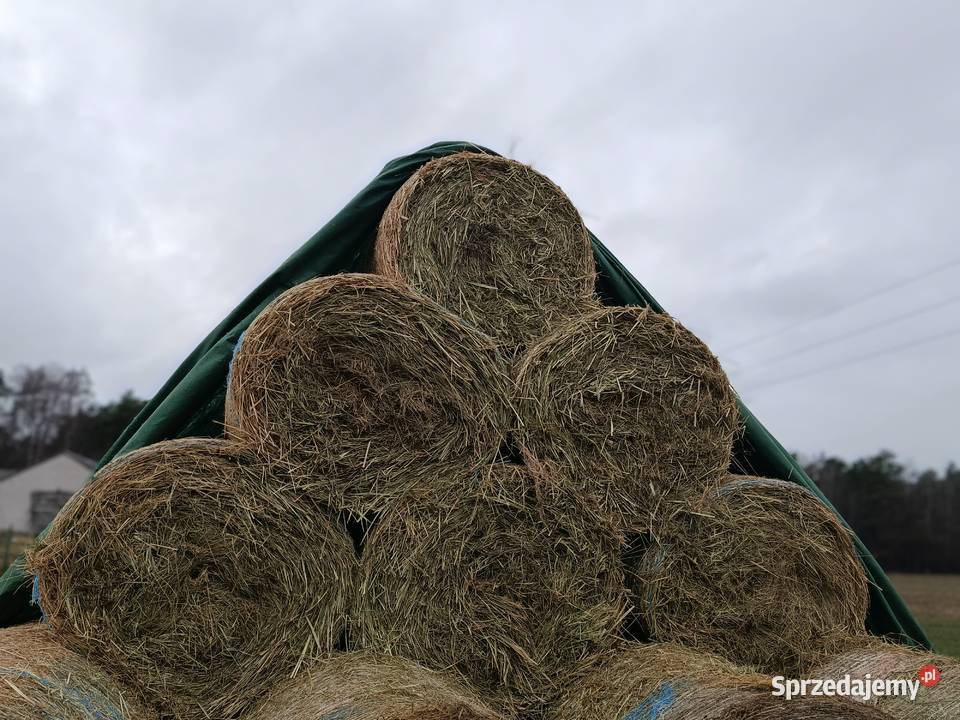 siano zbiór 2025 Radzyń Podlaski