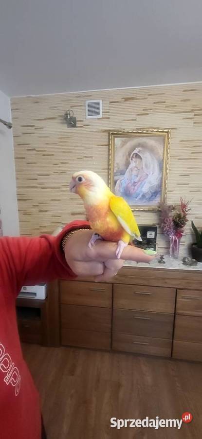 Ręcznie karmione pupile rudosterki i inne