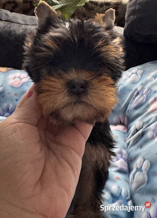 Yorkshire terrier suczka czarna Czeladź