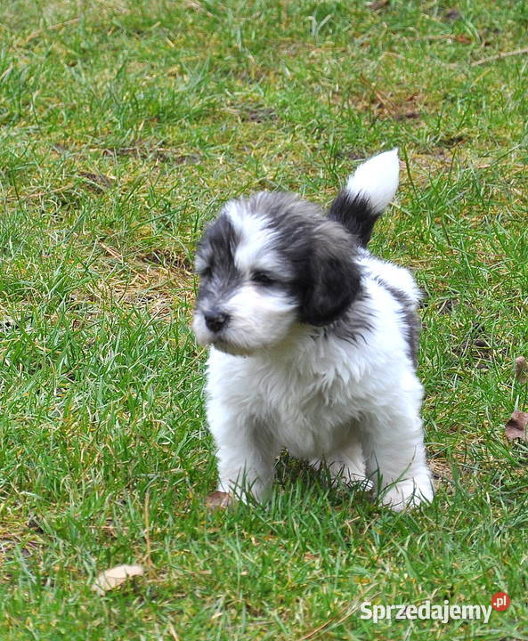 Polski Owczarek Nizinny FCI PON szczeniaki Owczarek zachodniopomorskie Malechowo