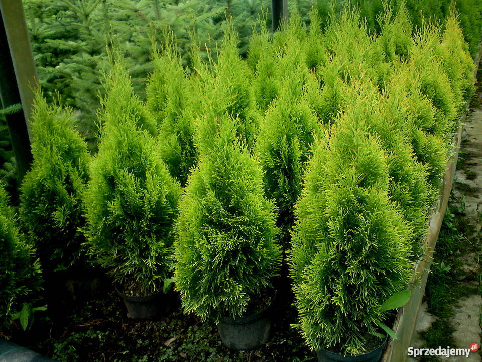 Tuja SzmaragdThuja SmaragdSzmaragdowe w