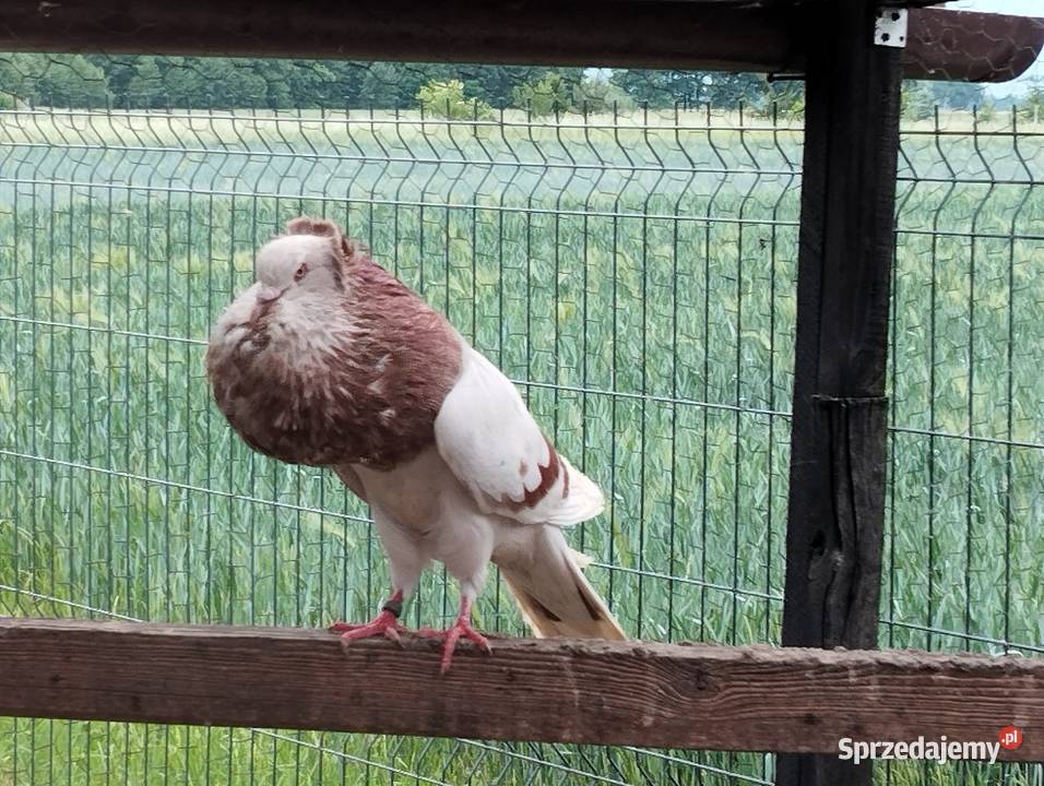 GARŁACZE ŚLĄSKIE dwa samce Głogów