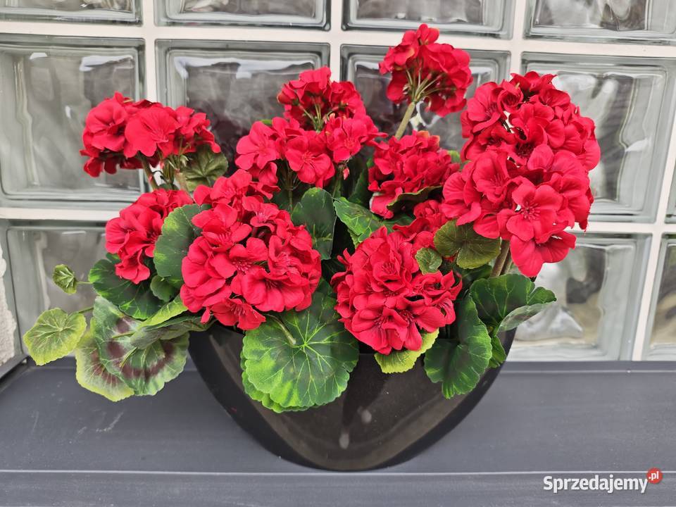Pelargonie czerwone sztuczne żywe w czarnej Dębica