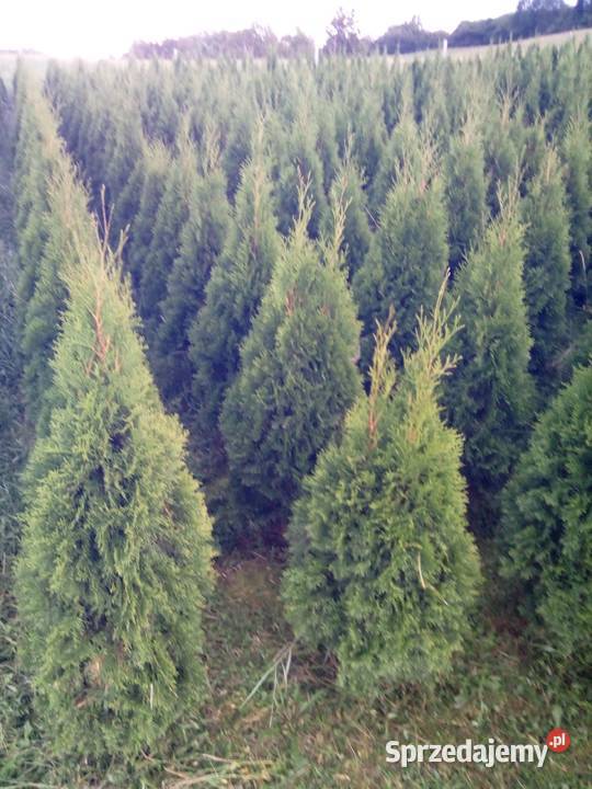 Tuja szmaragd tuje thuja smaragd szmaragdowa Gorlice sprzedam