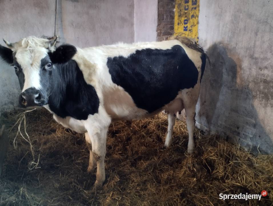 Sprzedam cielaki lubelskie Parczew sprzedam