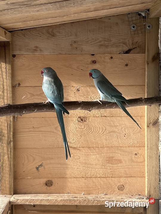 Para lęgowa aleksandrett obrożnych Stobno Siódme