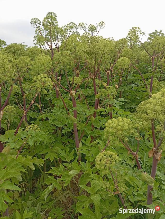 Nasiona arcydzięgiel litwor 2024 Izbica sprzedam