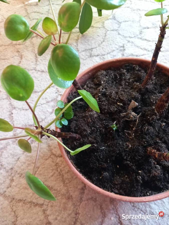 Pieniążki do hodowli albo rozmnożenia Sosnowiec