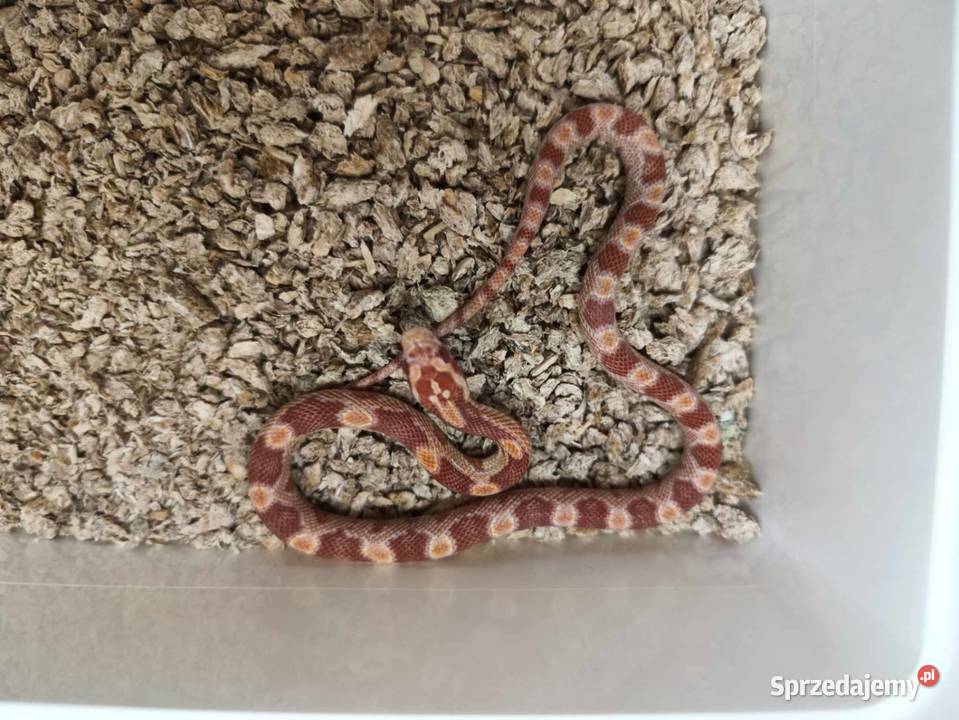 Wąż zbożowy różne odmiany genetyczne Jawor