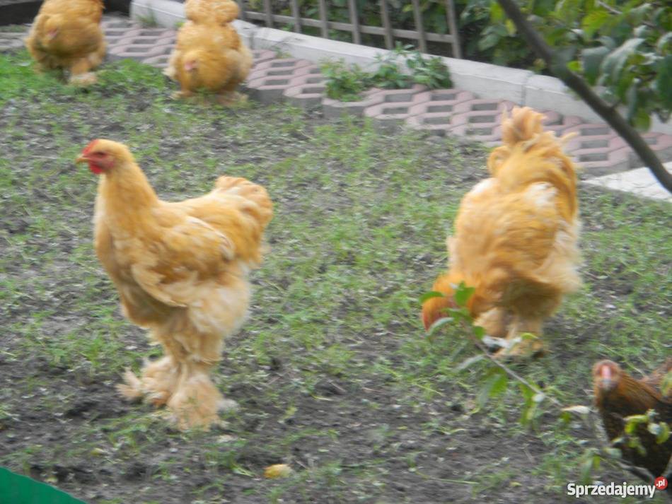 Kochin Olbrzymi różne kolory czysto rasowe młode Konin