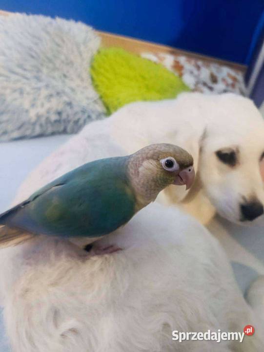 Rudosterki szukają nowego dobrego domku z całym Katowice