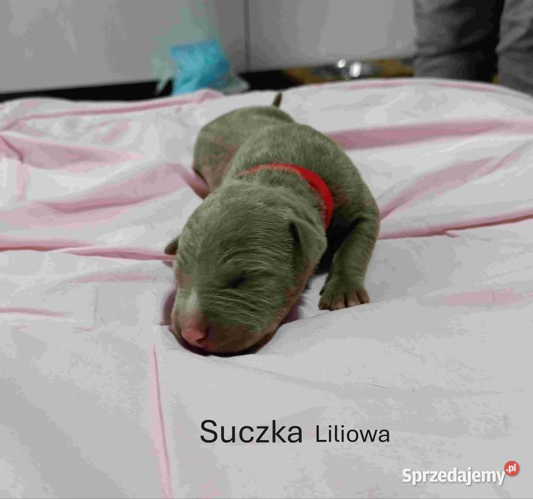 Szczeniaki American staffordshire terrier Amstaff Nieledew