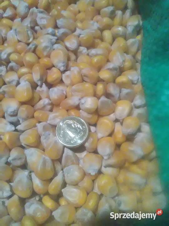 kukurydza sucha karma gołębi papug Karmy i pasze Janowo