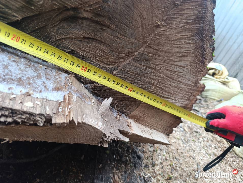 Orzech włoski kłody Kierz Niedźwiedzi