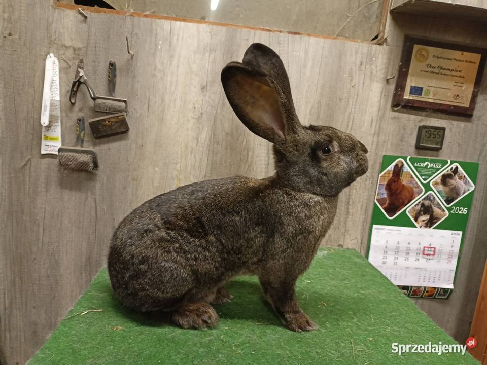 Belgijski olbrzym Leżajsk