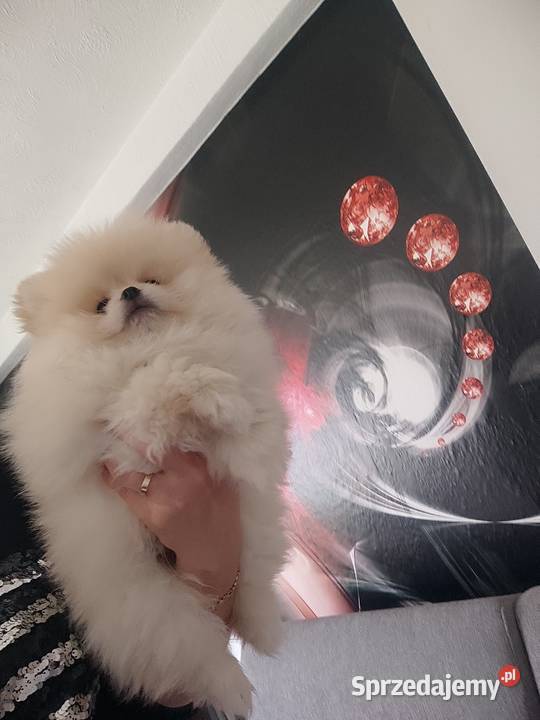 Piesek i suczka pomeraniany typ misia Bolesławiec