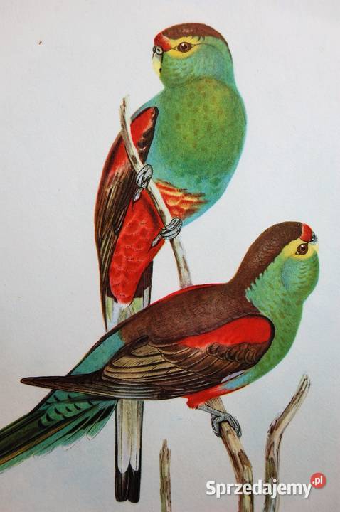 Papugi ptaki J Gould chromolitografia antyk Lublin sprzedam