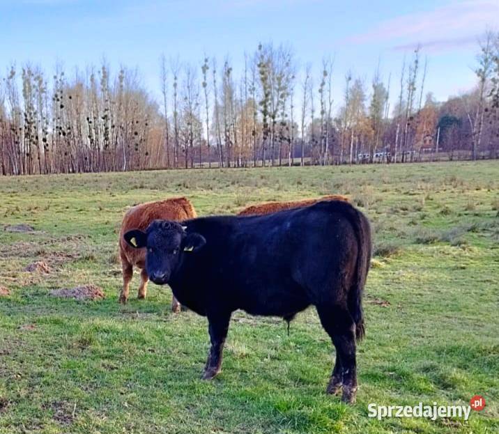 Odsadki mięsne matek byczki jałówki warmińsko-mazurskie Orneta