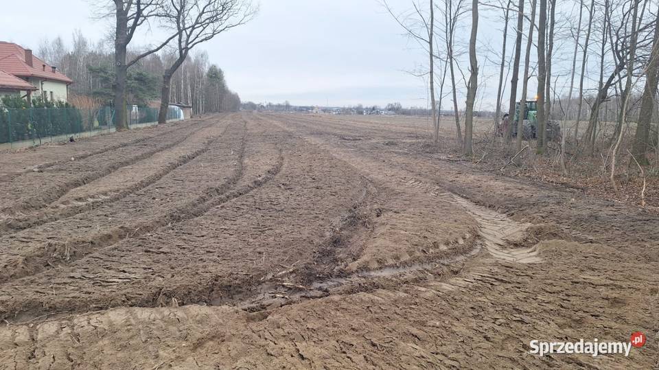 Wycinka drzew materiał Częstochowa