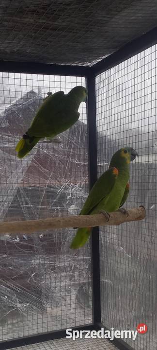 Amazonki nNebieskoczelne Pruchna