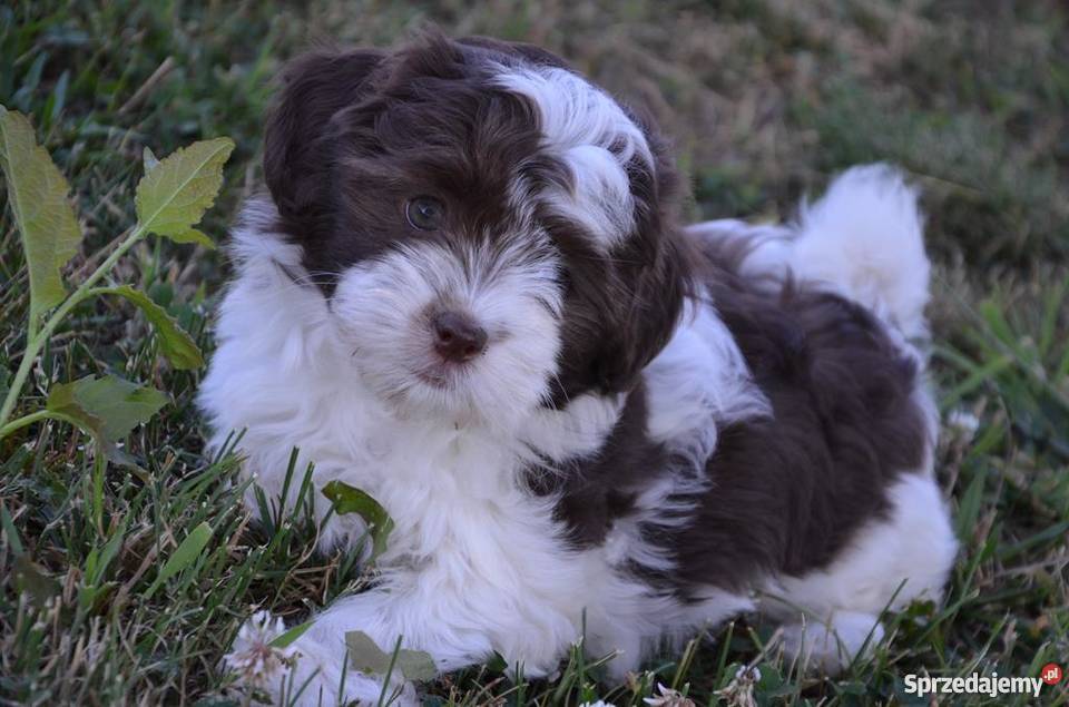 HAWAŃCZYK suczka Otelia w oryginalnym kolorze Pozostałe Ostrzeszów
