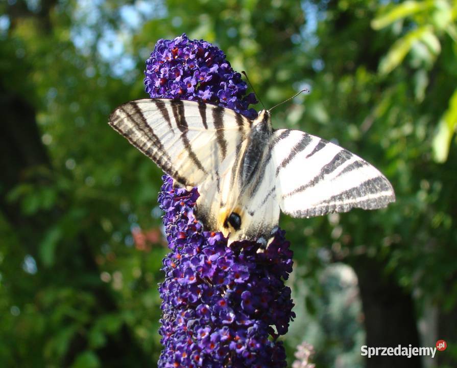 Budleja x2 kwiat motyli świetny Przemyśl