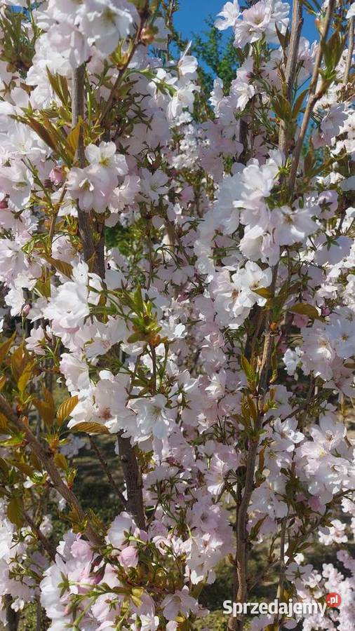 Wiśnia piłkowana Amanogawa wys 400 obw 1214 małopolskie