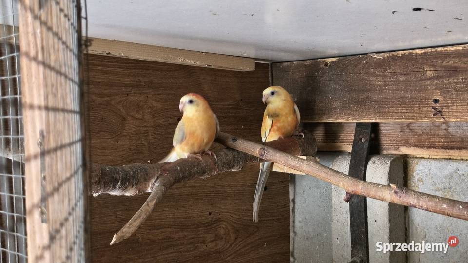 Papugi świergoty pary