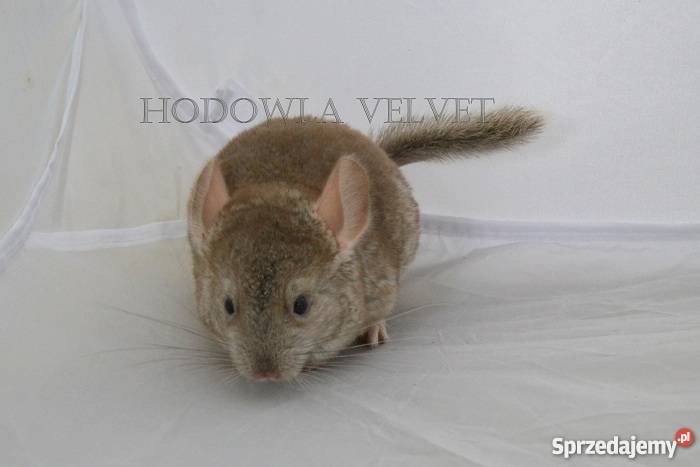 Szynszyl Szynszyla samica beżowa beż Perzyce