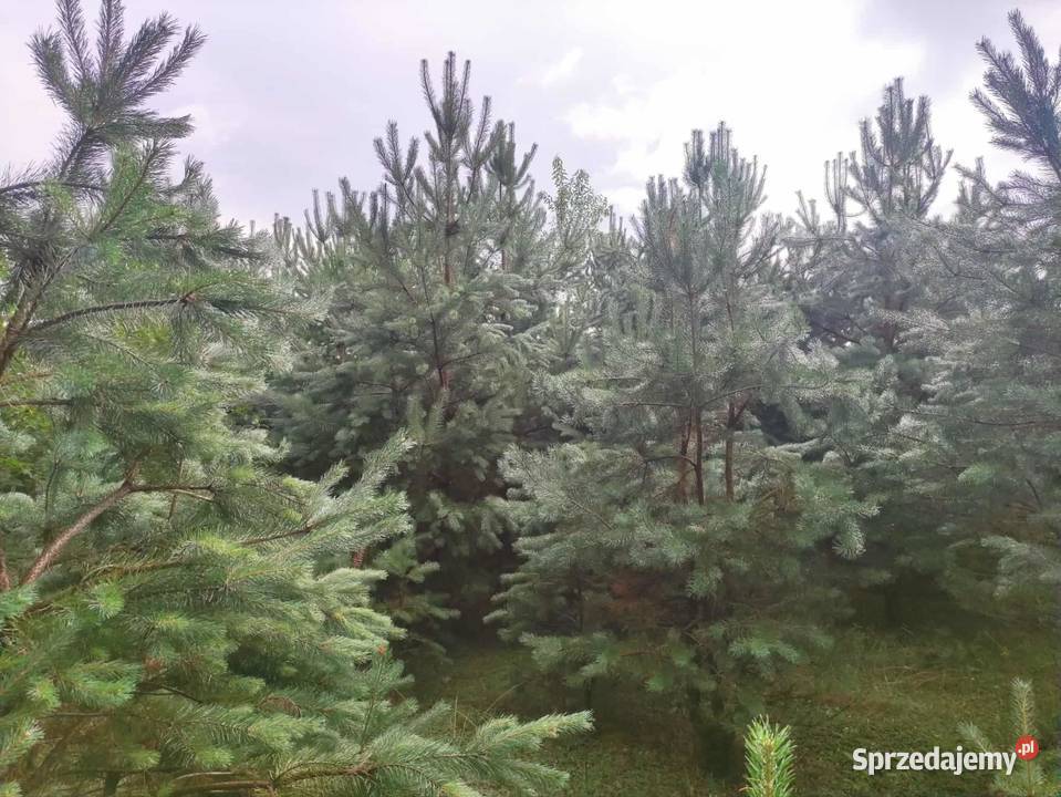 Działka rolnobudowlana Jacentów gm Radoszyce budowlana sprzedam