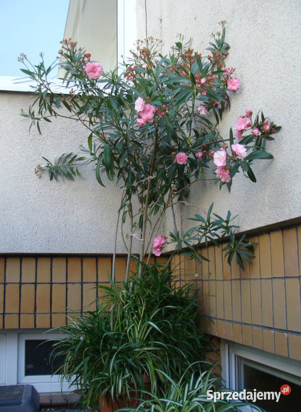 OLEANDER POSPOLITY RÓŻOWY sadzonki w doniczkach Ustronie