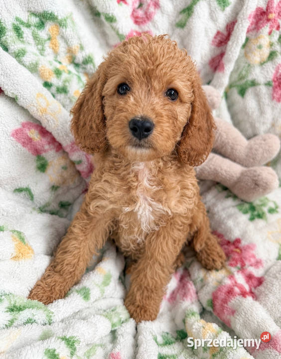Cockapoo f1b śliczne szczenięta świętokrzyskie Brody