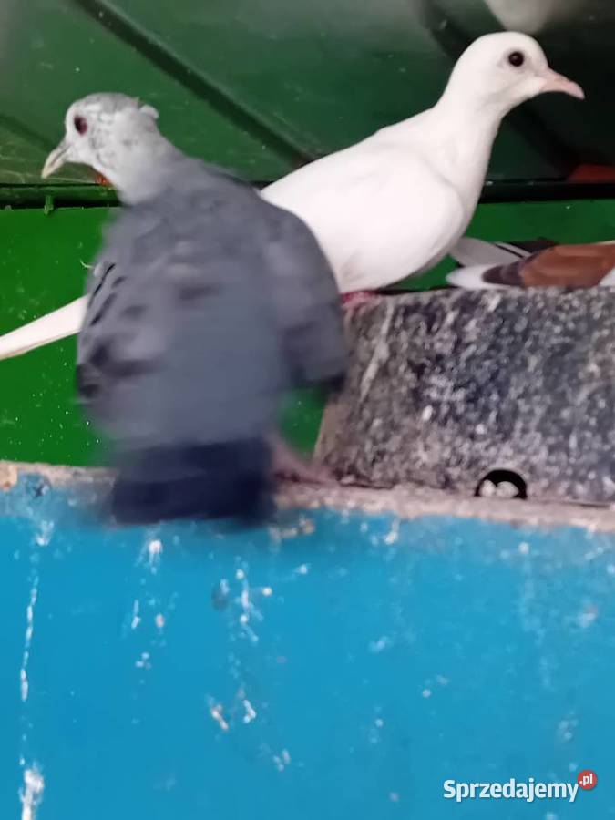 Śińiaczek plamisty para dorosła Siedlce