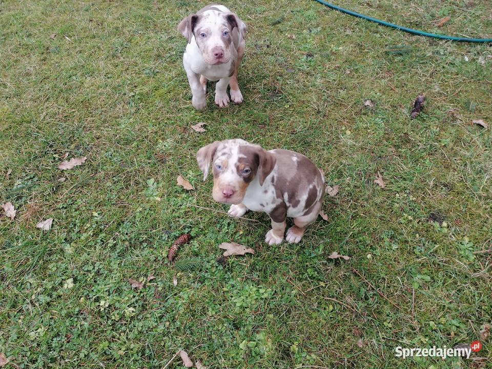 Catahoula Louisjana Leopard Dog szczeniaki Pozostałe