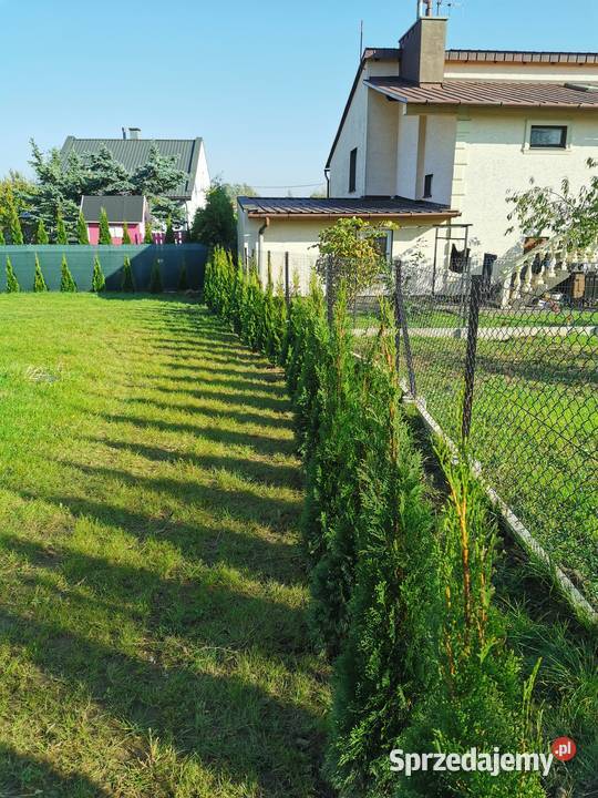 Tuje szmaragd 80140 transport sadzenie Iglaste Bochnia sprzedam