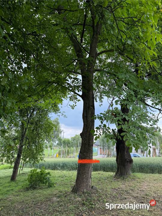 Orzech włoski 2 duże drzewa obwód 185 wycinka Liściaste Bodzanów