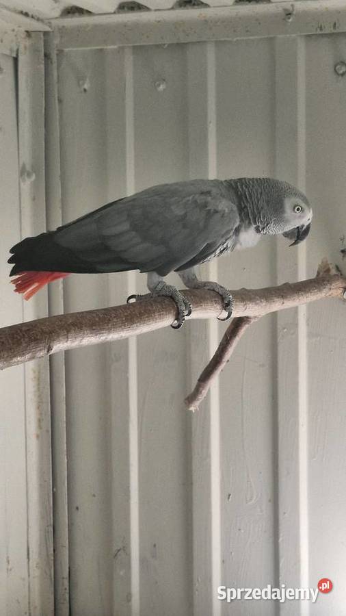 Żako samiec I samica lęgowa Zakrzów Turawski