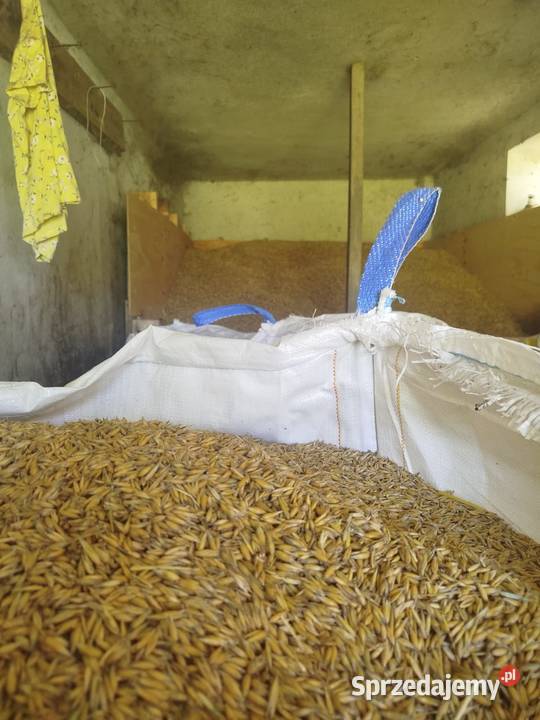 Owies Bingo zbiór 2025 Świlcza