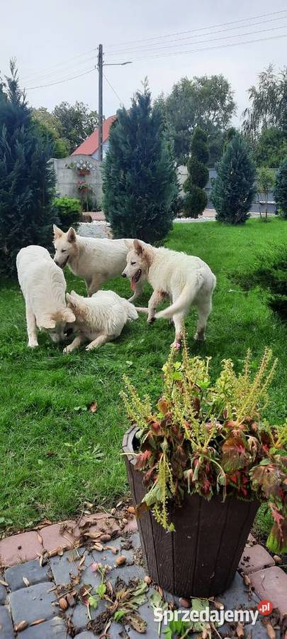 Bialy owczarek szwajcarski gotowe do odbioru Wschowa