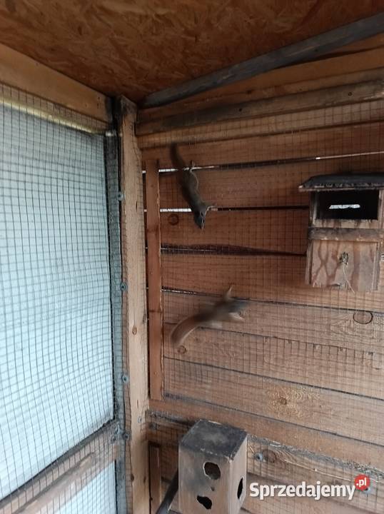 Sprzedam wiewiórki Konieczno