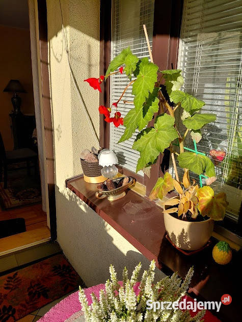 Dwupoziomowe na zamkniętym osiedlu Liczba pokoi 4 mazowieckie Warszawa