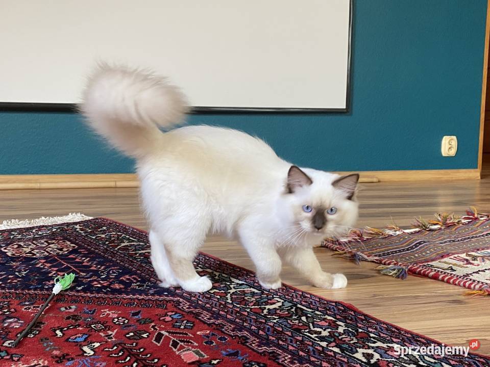 Kocurek Ragdoll gotowy do odbioru Katowice sprzedam