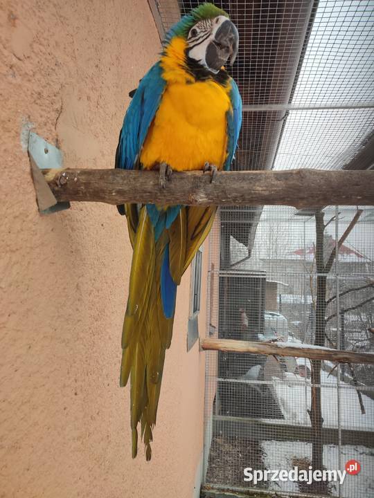 Sprzedam pare Ara Ararauna Istebna