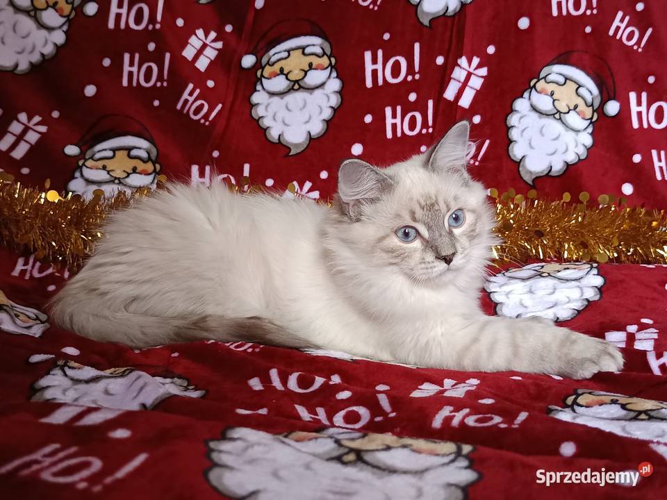 Koty Syberyjskie Neva Masquerade NUGGETS Syberyjski Zwierzęta sprzedam