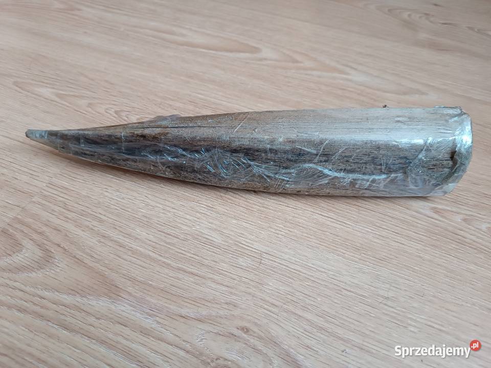 Muszle muszelki ozdoba morska NOWA Oryginalnie śląskie Szczyrk